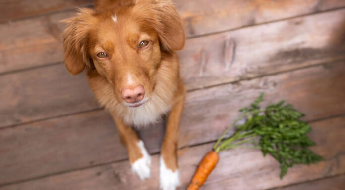 Τα 4 πορτοκαλί λαχανικά που κάνουν καλό στην υγεία του σκύλου σας