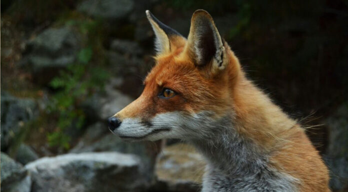 Τα ζώα που βλέπουν στο σκοτάδι: Ποια έχουν ανεπτυγμένη νυχτερινή όραση