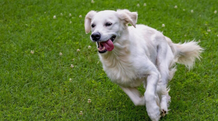 Πώς να κάνετε τη ζωή του σκύλου σας πιο όμορφη