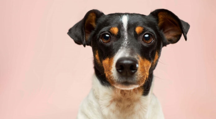 5 μύθοι για τους σκύλους