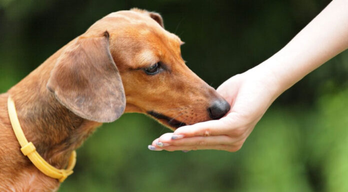 Σκύλος: Γιατί τρώει φαγητό μόνο από το χέρι σας;