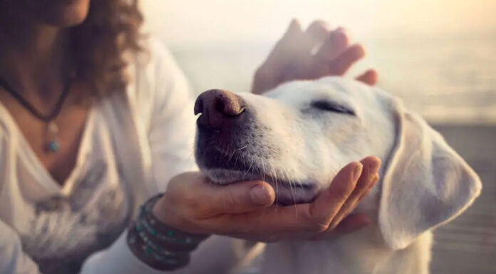 Τι νιώθει ο σκύλος σου όταν του λες «Σ’ αγαπώ»;