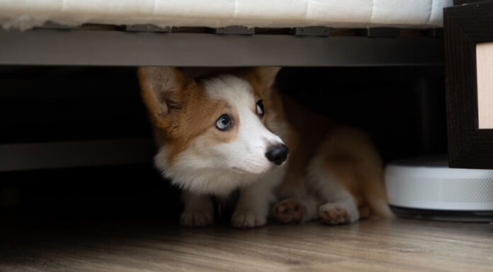 Μπορούν οι σκύλοι να πάθουν κρίση πανικού;