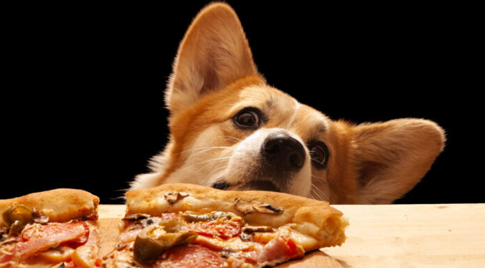 Σκύλος: Γιατί δεν πρέπει να φαέι πίτσα;