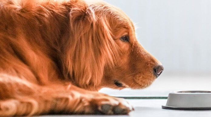 Τι πρέπει να τρώει ο σκύλος σας όταν έχει πρόβλημα με το στομάχι του