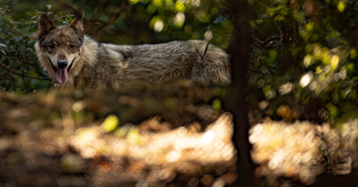 wolf-eurokinissi-1200x630.jpg