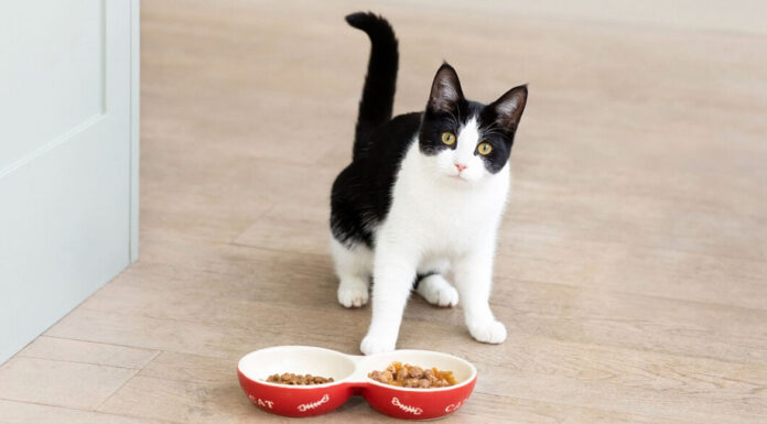 Γάτα: Πόσο συχνά πρέπει να την ταΐζετε;