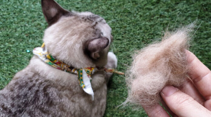 5 μύθοι για τις τριχόμπαλες της γάτας που μάλλον πιστεύεις και εσύ