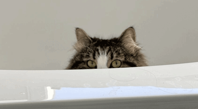 Πώς να κερδίσετε την καρδιά μιας γάτας: Απλά βήματα για φιλική σχέση