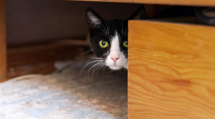 6 πράγματα που μπορεί να φοβίσουν μια γάτα – Πώς να τη βοηθήσεις