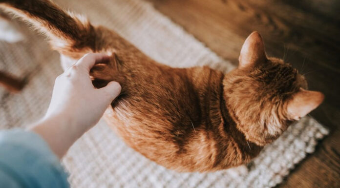 Τι πρέπει να γνωρίζετε για μια γάτα σε οίστρο