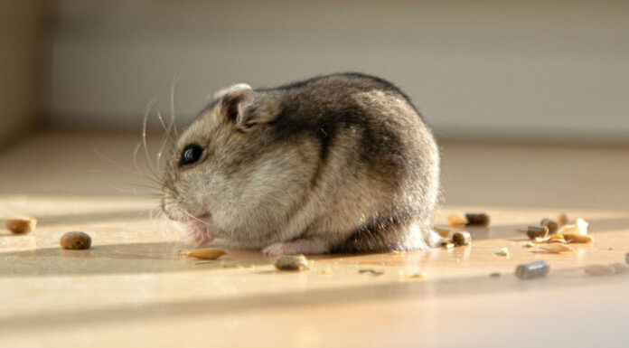 Διατροφικός οδηγός για χάμστερ: Ποιες τροφές πρέπει να αποφύγετε