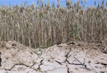 Λειψυδρία: Πού βρισκόμαστε σήμερα και πώς προετοιμάζεται η ΕΥΔΑΠ για το επόμενο κρίσιμο διάστημα