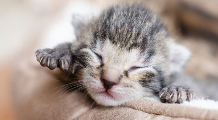 Πώς να καταλάβετε την ηλικία ενός μωρού γατιού: 3 βασικά σημάδια