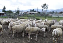 Πρέβεζα: Σε καραντίνα κτηνοτροφική μονάδα μετά από ύποπτο κρούσμα ευλογιάς