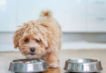 Τι να κάνετε αν ο σκύλος σας καταπιεί κάτι που δεν πρέπει μέσα στο σπίτι