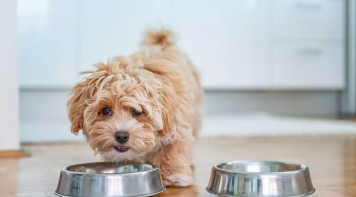 Τι να κάνετε αν ο σκύλος σας καταπιεί κάτι που δεν πρέπει μέσα στο σπίτι
