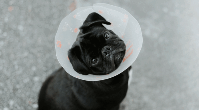 Γιατί δεν πρέπει να στειρώνετε τον σκύλο σας πολύ νωρίς – Όσα δείχνουν οι έρευνες