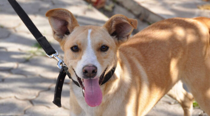 Αυτό είναι το πιο σημαντικό πράγμα που πρέπει να κάνετε στη βόλτα με τον σκύλο σας