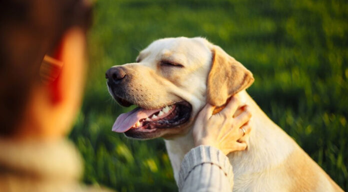 Ο σωστός τρόπος για να χαϊδεύετε έναν άγνωστο σκύλο