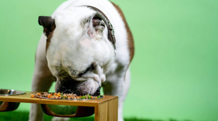 Ο σωστός τρόπος να διατηρούμε την τροφή του σκύλου μας