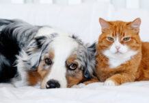 Η φιλία γάτας και σκύλου: Μύθος ή μια τρυφερή πραγματικότητα;