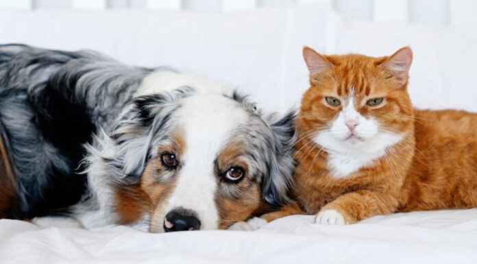 Η φιλία γάτας και σκύλου: Μύθος ή μια τρυφερή πραγματικότητα;