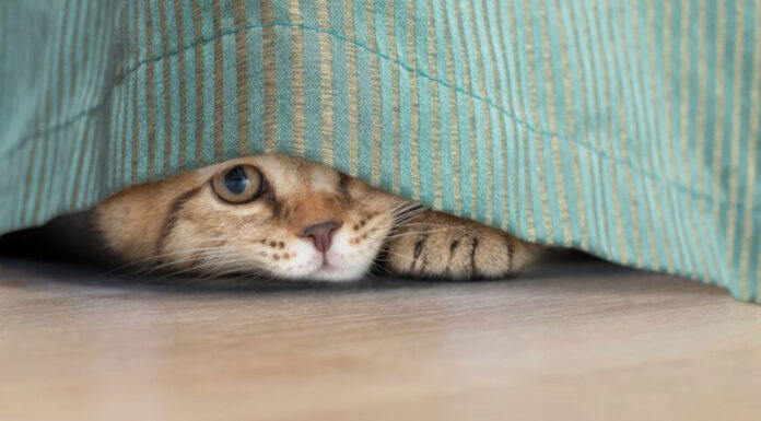 Γιατί η γάτα σου κρύβεται συνέχεια σε κάποιο σημείο του σπιτιού και πώς να την κάνεις να νιώσει ξανά ασφαλής