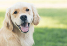 Ποιες είναι οι αγαπημένες λέξεις του σκύλου μας;