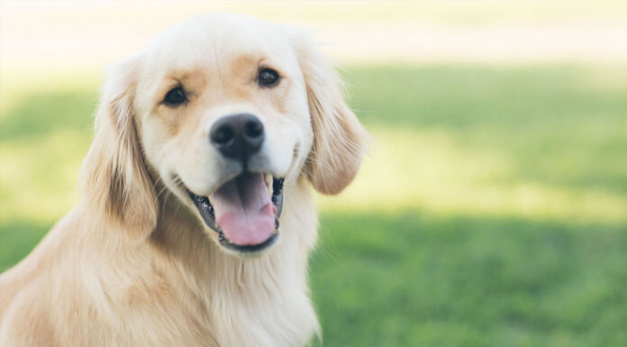 Ποιες είναι οι αγαπημένες λέξεις του σκύλου μας;