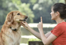 Σταμάτα να λες «όχι» στον σκύλο σου – Η μέθοδος που πραγματικά δουλεύει