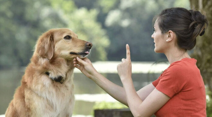 Σταμάτα να λες «όχι» στον σκύλο σου – Η μέθοδος που πραγματικά δουλεύει