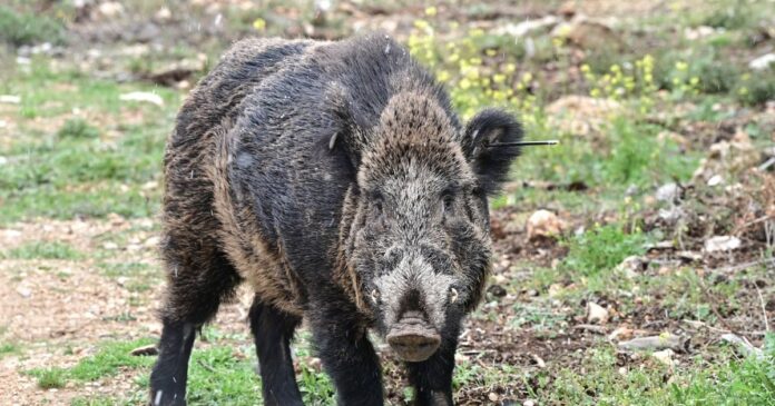 agriogourouno-1200x630.jpg