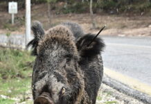 Αγριογούρουνα εμφανίστηκαν ξανά στην Εκάλη