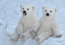 Cuteness overload: Γιατί μας «τραβάει» το χαριτωμένο;