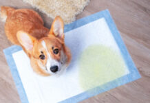 Πώς να εκπαιδεύσετε τον σκύλο σας να χρησιμοποιεί σωστά την πάνα