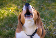 Ο σκύλος σας γαβγίζει χωρίς προφανή λόγο; Τι μπορεί να σημαίνει στην πραγματικότητα