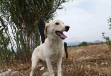 Φρίκη στη Θεσσαλονίκη: 90χρονος ακινητοποίησε σκύλο με χαρτοταινία και τον έθαψε ζωντανό