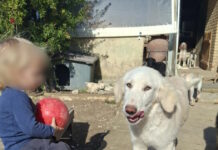 Ζάκυνθος: «Τον έχασα 30 δευτερόλεπτα από τα μάτια μου», λέει ο πατέρας του 2χρονου που σκοτώθηκε από πίτμπουλ – Η οικογένεια φρόντιζε αδέσποτα ζώα