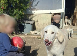 Ζάκυνθος: «Τον έχασα 30 δευτερόλεπτα από τα μάτια μου», λέει ο πατέρας του 2χρονου που σκοτώθηκε από πίτμπουλ – Η οικογένεια φρόντιζε αδέσποτα ζώα