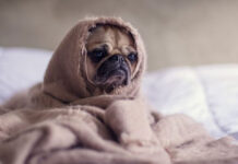 Πώς να διατηρήσουμε τα κατοικίδιά μας ζεστά όταν πέφτει η θερμοκρασία