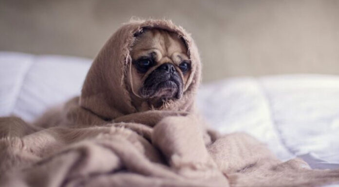Πώς να διατηρήσουμε τα κατοικίδιά μας ζεστά όταν πέφτει η θερμοκρασία