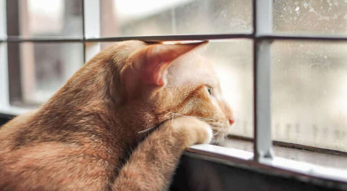 Τα αγαπημένα σημεία της γάτας στο σπίτι – Τι τα κάνει τόσο ξεχωριστά