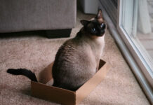 Γιατί τα κατοικίδια λατρεύουν τα κουτιά των δώρων περισσότερο από τα δώρα