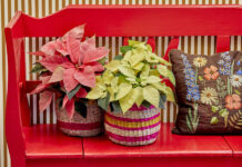 Πώς να δημιουργήσετε ένα μαγικό, γιορτινό σκηνικό στο μπαλκόνι σας με αλεξανδρινά