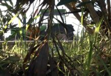 ΟΠΕΚΕΠΕ: Στον εισαγγελέα 50 αγρότες – Ελέγχονται για μαζικές διαγραφές αγροτεμαχίων από το Ε9 τους