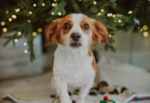 Οι τροφές που πρέπει να μείνουν μακριά από τα κατοικίδια