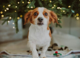 Οι τροφές που πρέπει να μείνουν μακριά από τα κατοικίδια