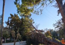 Θεσσαλονίκη: «Βουτιά» έκανε ο υδράργυρος – 710 κλήσεις στην Πυροσβεστική και ριπές πάνω από 100 χιλιόμετρα