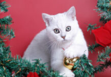 Τα λάθη που κάνουμε όλοι στις γιορτές με τα κατοικίδιά μας